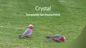  Presentation with pink rose - Beautiful presentation theme featuring two galah birds rose breasted cockatoo in gray and pink plumage feeding on the lawn in south australia backdrop and a tawny brown colored foreground