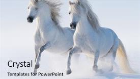  Presentation with horses - Audience pleasing theme consisting of two galloping snow-white horses backdrop and a sky blue colored foreground