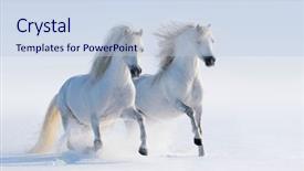  Presentation with horses - Slides enhanced with two galloping white horses background and a lemonade colored foreground