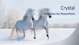  Presentation with white snow - Cool new PPT theme with two galloping white welsh ponies backdrop and a sky blue colored foreground