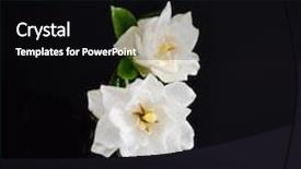  Presentation with black - Presentation theme having two gardenia and black background background and a black colored foreground