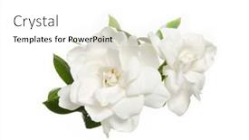  Presentation with leaves - Presentation featuring two-gardenia-blooming-with-leaves background and a white colored foreground