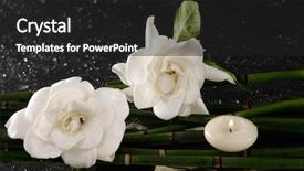  Presentation with bamboo flower - PPT theme enhanced with two gardenia flower with thin bamboo grove on wet background background and a dark gray colored foreground