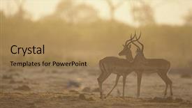  Presentation with savannah - Beautiful presentation theme featuring two gazelle side by side backdrop and a coral colored foreground