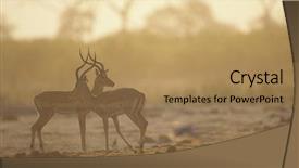  Presentation with savannah - PPT layouts consisting of two gazelle side by side background and a coral colored foreground