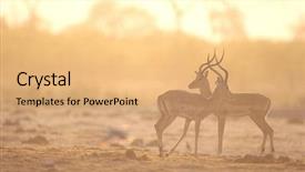  Presentation with savannah - Beautiful PPT theme featuring two gazelle side by side backdrop and a coral colored foreground