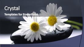  Presentation with gerbera daisy - Beautiful presentation featuring two gerbera daisy on zen backdrop and a dark gray colored foreground