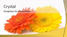 Presentation with gerbera daisy - Amazing PPT theme having beautiful daisy gerbera flowers isolated backdrop and a sky blue colored foreground