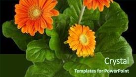  Presentation with water drop - Slide set having orange gerbera flowers with water background and a tawny brown colored foreground