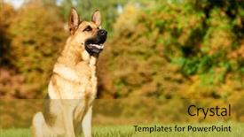  Presentation with german - Theme featuring two german shepherd dogs sitting background and a gold colored foreground