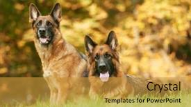  Presentation with german - Cool new slides with two german shepherd dogs sitting backdrop and a gold colored foreground