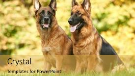  Presentation with dogs - Theme featuring two german shepherd dogs sitting background and a yellow colored foreground