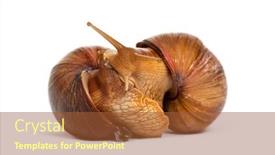  Presentation with snail - Presentation having two-giant-african-land-snail background and a red colored foreground