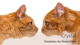  Presentation with cats - Amazing PPT theme having two-ginger-cats-one-young backdrop and a coral colored foreground