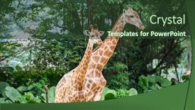  Presentation with zoo - Slide set consisting of two-giraffe-head background and a tawny brown colored foreground