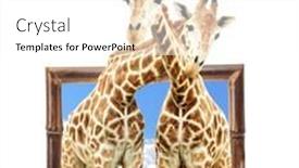  Presentation with frame - Slide deck having two-giraffes-in-wooden-frame background and a white colored foreground