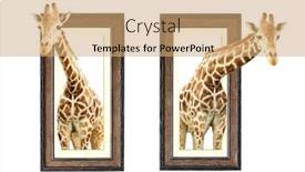  Presentation with wooden - Presentation having two-giraffes-in-wooden-frames background and a coral colored foreground