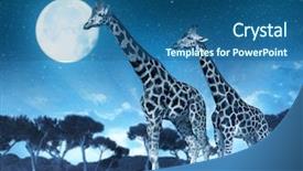  Presentation with savannah - Colorful theme enhanced with two giraffes on the savannah backdrop and a  colored foreground