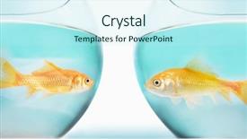  Presentation with gold - Audience pleasing PPT theme consisting of two gold fish in bowls backdrop and a cool aqua colored foreground