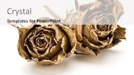  Presentation with romance - Beautiful presentation design featuring two gold roses isolated backdrop and a white colored foreground