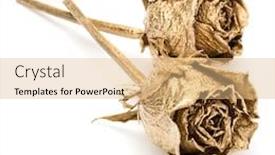  Presentation with romance - Presentation theme consisting of two-gold-roses-isolated-over background and a coral colored foreground