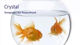  Presentation with goldfish - Audience pleasing slides consisting of two goldfish in fish bowl backdrop and a sky blue colored foreground