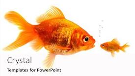  Presentation with goldfish - Beautiful slide set featuring two-goldfish-on-white-background backdrop and a white colored foreground