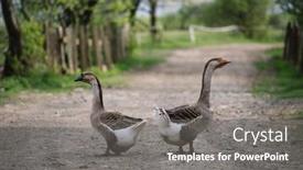  Presentation with rural home - Beautiful slide set featuring two-gray-goose backdrop and a gray colored foreground