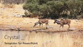  Presentation with africa - Audience pleasing slides consisting of two-greater-kudu-antelopes-tragelaphus backdrop and a lemonade colored foreground