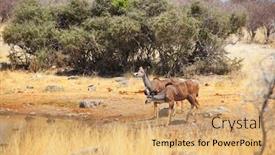  Presentation with shenandoah national park big meadows - Audience pleasing PPT layouts consisting of two-greater-kudu-antelopes-tragelaphus backdrop and a yellow colored foreground