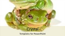  Presentation with frogs - Audience pleasing slide deck consisting of two green frogs climbing on top of each other isolated on white background backdrop and a yellow colored foreground