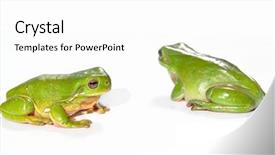  Presentation with frogs - Amazing theme having two green frogs litoria caerula isolated on white background one is facing towards and one away backdrop and a white colored foreground
