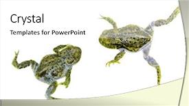  Presentation with frogs - Presentation theme having two green frogs or toads background and a  colored foreground
