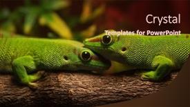  Presentation with pair - PPT layouts enhanced with two-green-gecko-in-love background and a wine colored foreground