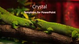  Presentation with pair - Slides consisting of two-green-gecko-in-love background and a wine colored foreground