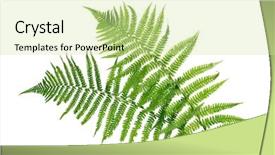  Presentation with green leaves - Audience pleasing theme consisting of two green leaves of fern backdrop and a soft green colored foreground