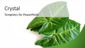  Presentation with water droplets - PPT theme consisting of two green leaves with water droplets isolated on white background background and a white colored foreground