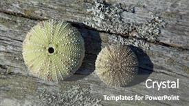  Presentation with different - Colorful slides enhanced with two green urchins of different backdrop and a gray colored foreground