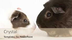  Presentation with pigs - Beautiful presentation theme featuring two guinea pigs against white backdrop and a lemonade colored foreground
