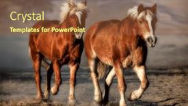  Presentation with ranch - Presentation theme having two-haflinger-horses-in-late background and a tawny brown colored foreground