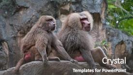  Presentation with zoo - PPT layouts having two hamadryas baboons sitting on a stone in a zoo background and a dark gray colored foreground