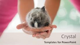  Presentation with rabbit - 