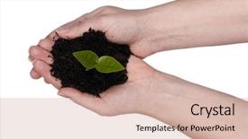 Presentation with seedling - Presentation theme consisting of two hands holding a seedling background and a soft green colored foreground