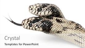 Presentation with western and eastern philosophy - PPT theme with two-headed-eastern-kingsnake-lampropeltis background and a white colored foreground