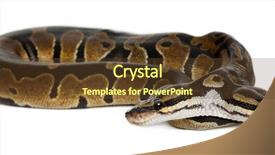  Presentation with python - Slides consisting of two headed royal python background and a tawny brown colored foreground