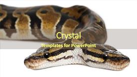 143 Best Python-Themed Templates for PowerPoint & Google Slides