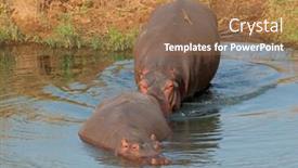  Presentation with kruger - Cool new PPT theme with two hippos hippopotamus amphibius entering the water kruger national park south africa backdrop and a coral colored foreground