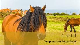  Presentation with sea animals - PPT theme consisting of two-horses-are-grazing background and a  colored foreground