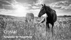  Presentation with horses - Presentation design featuring two-horses-grazing background and a gray colored foreground