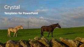  Presentation with horses - Slides having two-horses-in-a-field background and a seafoam green colored foreground